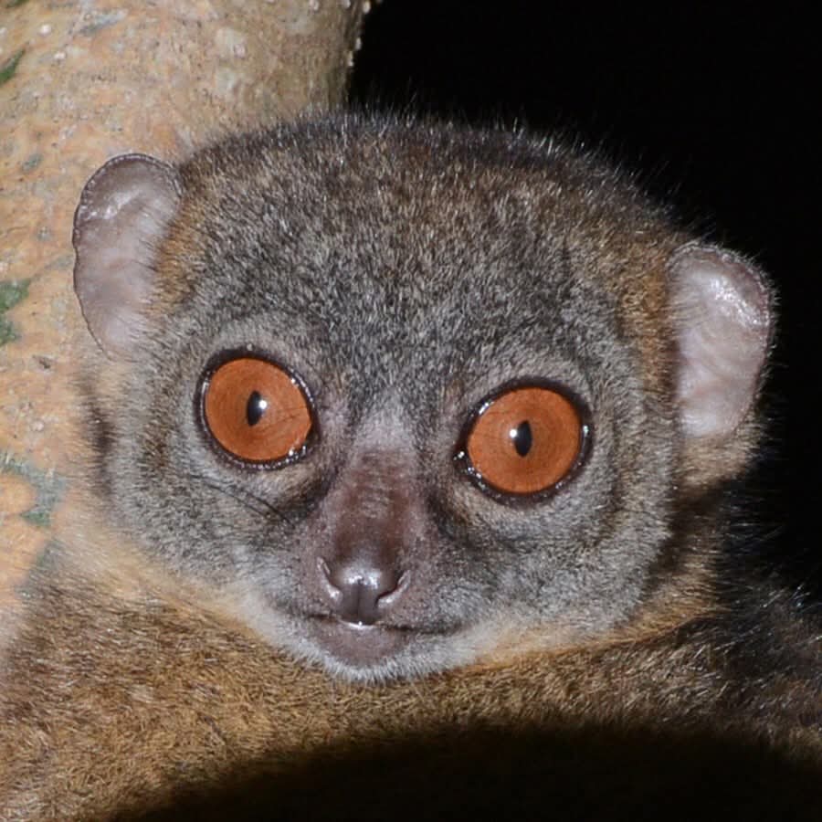 Parc National de Lokobe – Le Cœur Sauvage de Nosy Be Madagascar